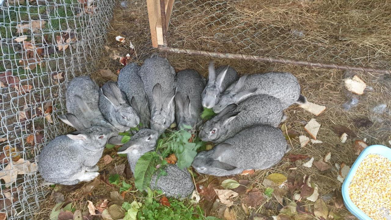 Pensiunea Agroturistica Cerna, Vaideeni, Valcea Exterior foto